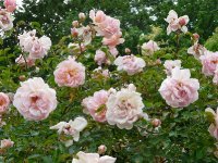 leontine-gervaise1a
