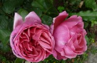 line-renaud2a