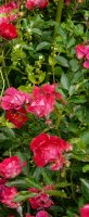 nature-meillandecor-a