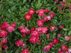 nature-meillandecor1a