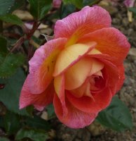 parfum-de-grasse-a