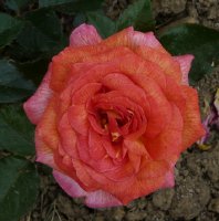 parfum-de-grasse1a