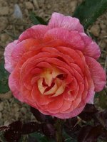 parfum-de-grasse2a