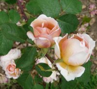 paul-bocusse-a