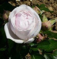 petit-trianon1a