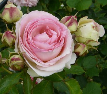 pierre-de-ronsard-a