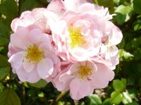 pink-cottage-a