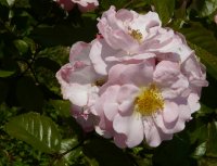 pink-cottage1a