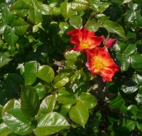 red-cottage4a