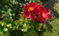 red-cottage5a
