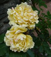 rimosa-a