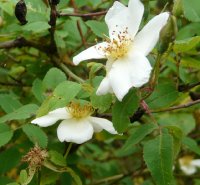 rosa-abyssynica-a