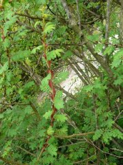 rosa-sericea-var-pteracantha-a