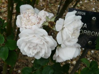 rosa-x-borboniana-desprez-cult-a