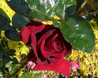 rouge-adam-2a