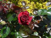 rouge-adam-a