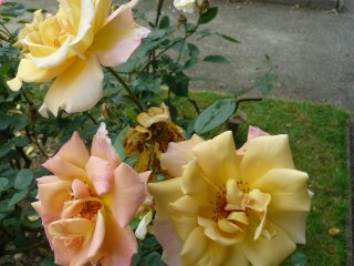 soeur-therese-a