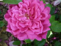 sophys-rose-a