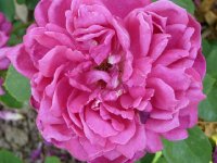 sophys-rose1a