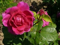 sophys-rose2a
