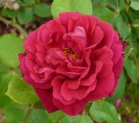 tess-of-the-duberville-a