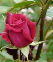tess-of-the-duberville1a