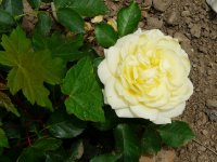 tete-dor1a