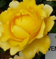 vendee-globe-a