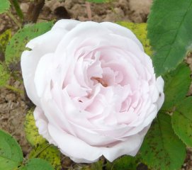 merveille-de-lyon-a