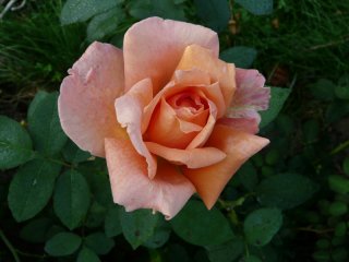 beaute-15sierpien10-035