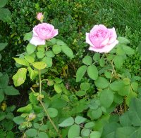 comte-de-chambord15sierpien10-033