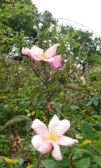 rosa-chinensis-mutabilis-a