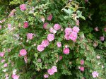 rosa-centifolia-parviflora-2.jpg