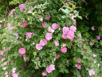 rosa-centifolia-parviflora-2.jpg