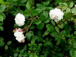 felicite-et-perpetue-a