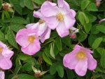 rosa-gallica.jpg