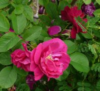mrs-anthony-waterer1a