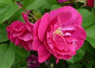 mrs-anthony-waterer1aa