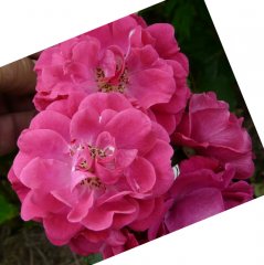 pink-prosperity-a