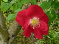 red-coat-a