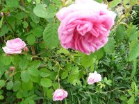 rosa-centifolia-major-a