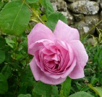 rosa-centifolia-major1a