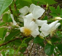 rosa-laevigata-a