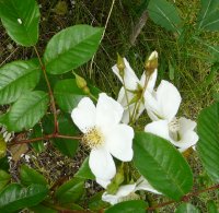rosa-laevigata1a