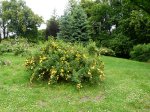 persian-yellow-swobodnie.jpg