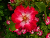 cherry-meidiland-a
