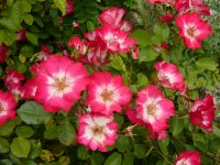 cherry-meidiland1a