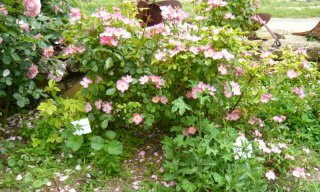 fleurette-1a