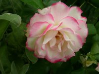jubilee-du-prince-monaco2a
