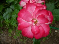 jubilee-du-prince-monacoa